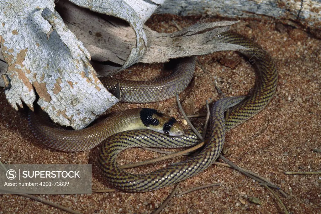 Hooded Scaly Foot (Pygopus nigriceps) a legless lizard, on ground, under log, King's Canyon, Watarrka National Park, Northern Territory, Australia