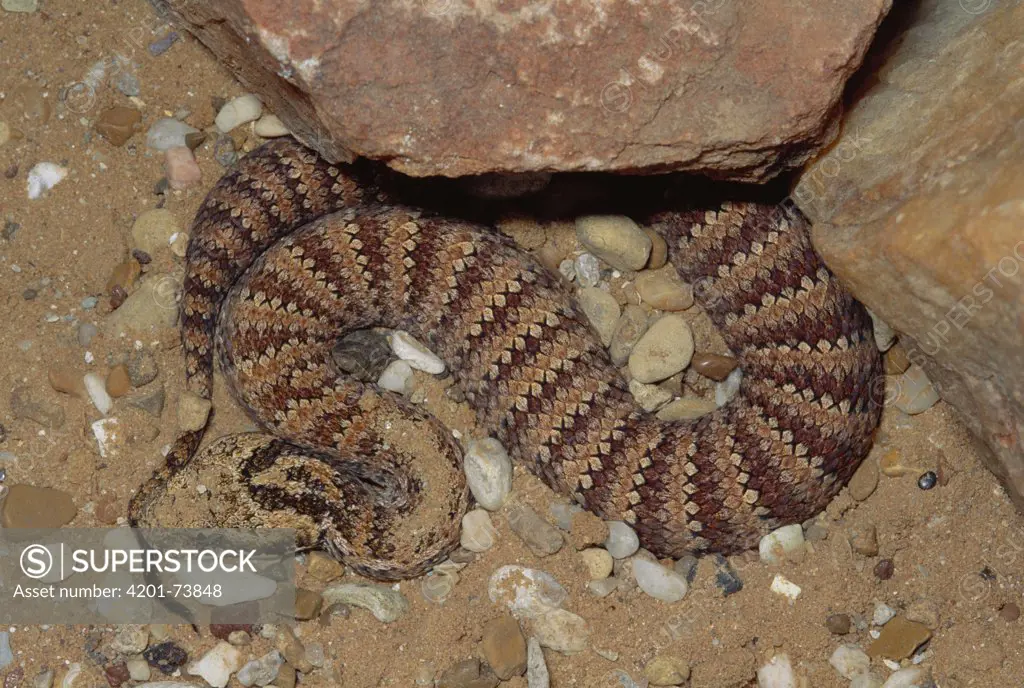 Death Adder (Acanthophis antarcticus) venomous snake uses tail to lure  prey, captive, Australia - SuperStock