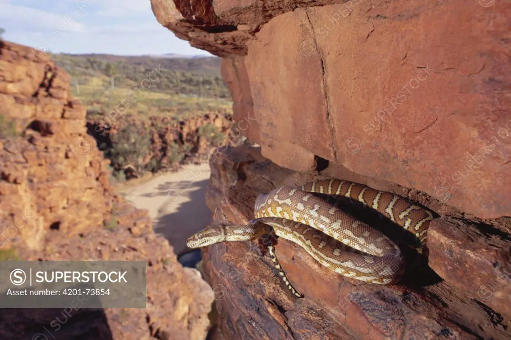 Bredl's Carpet Python (Morelia bredli) on cliff, Trephina Gorge National Park, MacDonnell Range, Australia