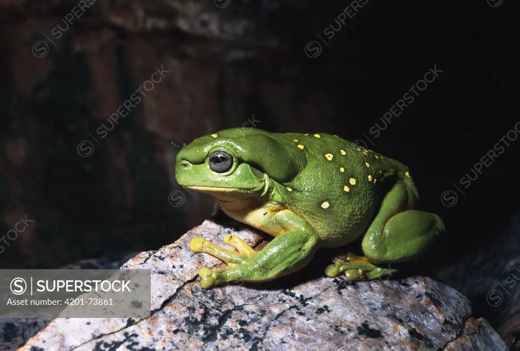 Magnificent Tree Frog (Litoria splendida) in sandstone caves, Western Australia