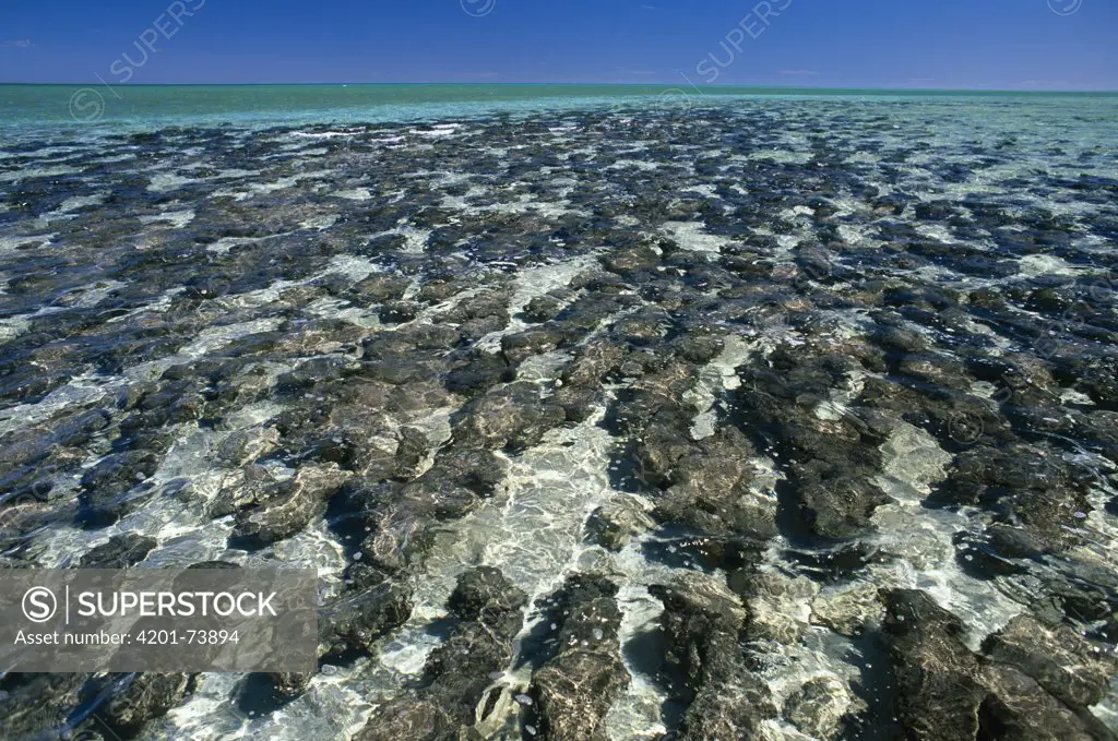 Stromatolites in Hamelin pool, Shark Bay, World Heritage Center, Western Australia
