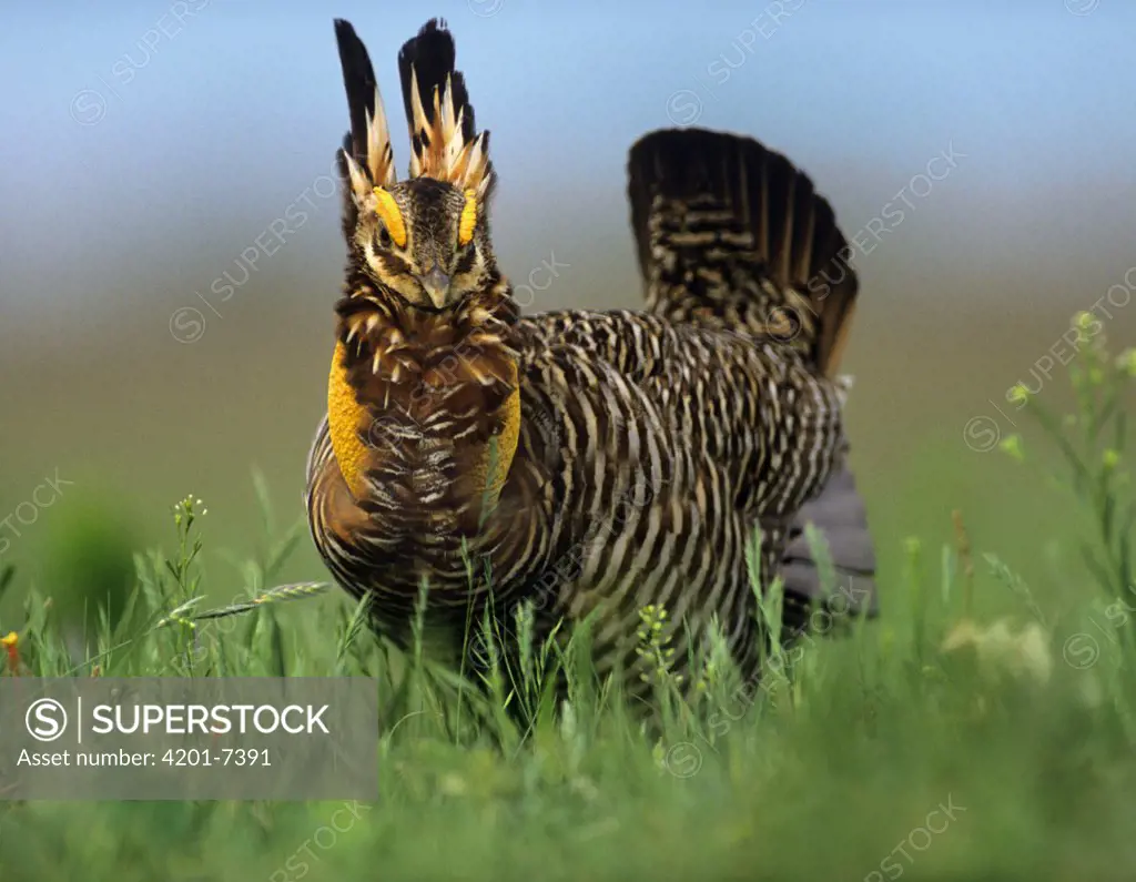 Greater Prairie Chicken (Tympanuchus cupido) male in courtship dispaly, North America