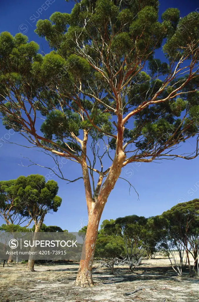 Salmon Gum (Eucalyptus salmonophloia), Western Australia