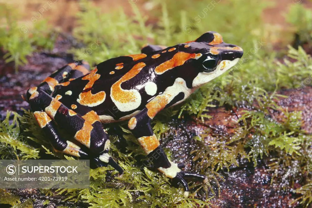 Harlequin Frog (Atelopus varius) female showing warning coloration, Talamancas, Costa Rica
