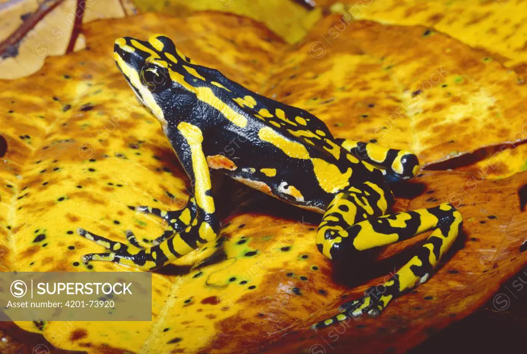 Harlequin Frog (Atelopus varius) female showing warning coloration, Monteverde, Costa Rica