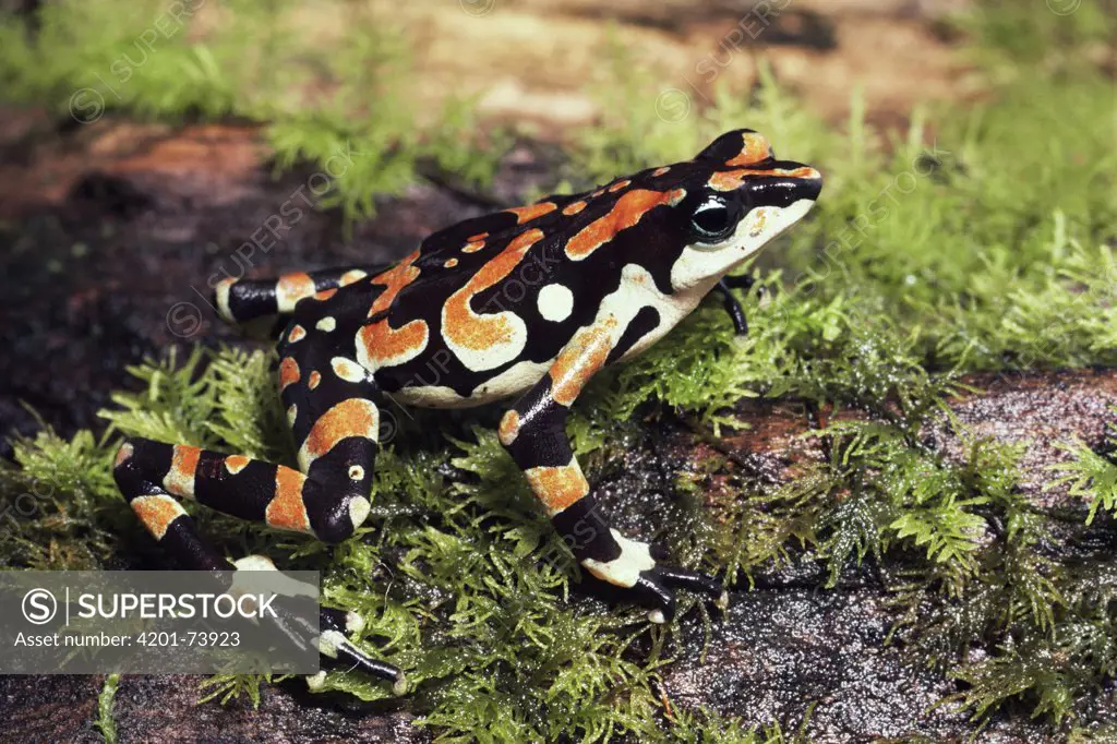 Harlequin Frog (Atelopus varius) displaying warning coloration, Braulio Carrillo National Park, Costa Rica