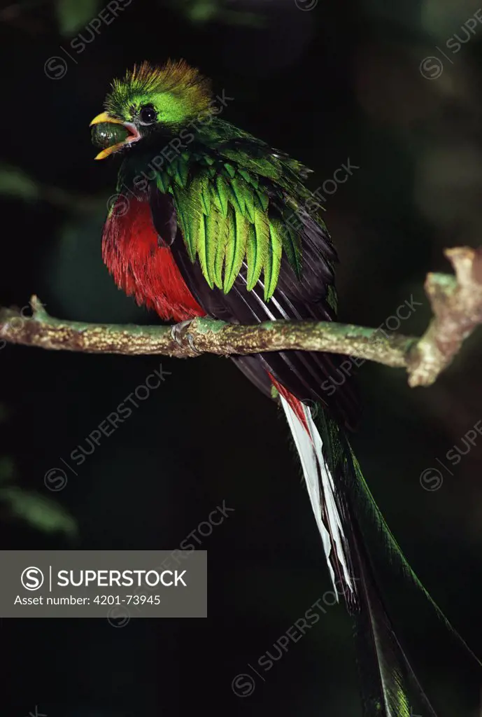 Resplendent Quetzal (Pharomachrus mocinno) male eating Wild Avocado (Ocotea sp), Costa Rica
