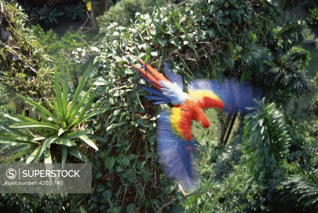 Scarlet Macaw (Ara macao) flying in rainforest canopy, upper Tambopata River, Peruvian Amazon, Peru