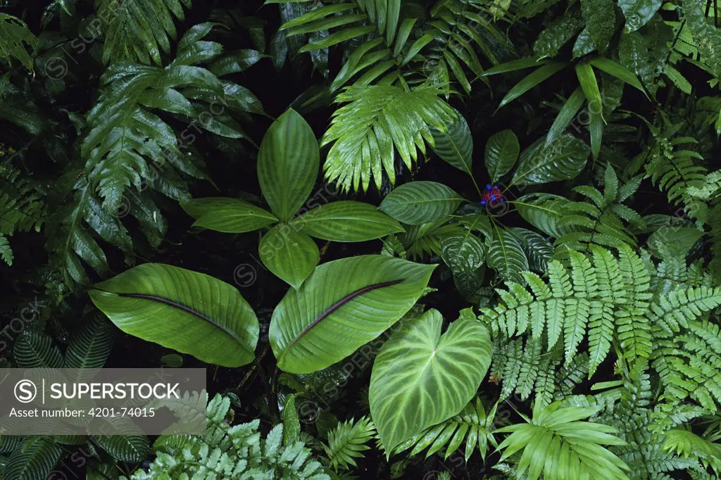 Herb layer showing diversity of leaf shapes, mid-elevation, seedling of (Heliconia reticulata), Costa Rica