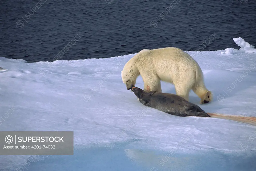 Polar Bear (Ursus maritimus) dragging seal prey across ice, Spitsbergen, Svalbard, Norway