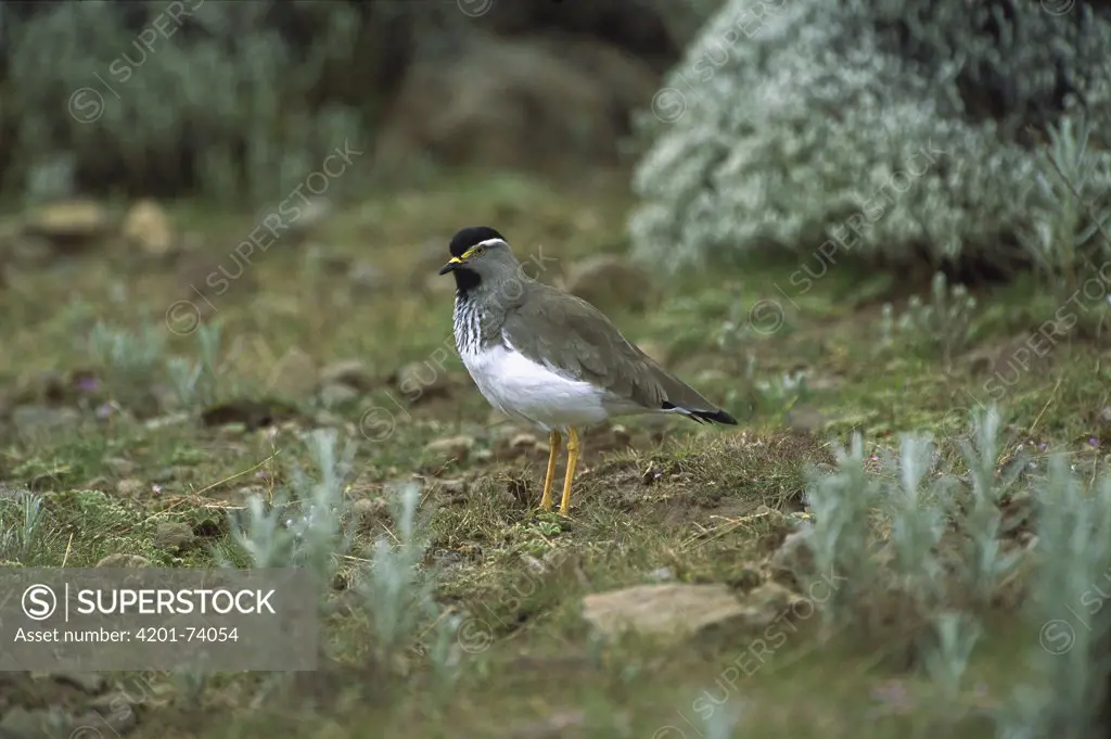 Spot-breasted Lapwing (Vanellus melanocephalus) endemic species, adult portrait in the Bale Mountains, Ethiopian highlands