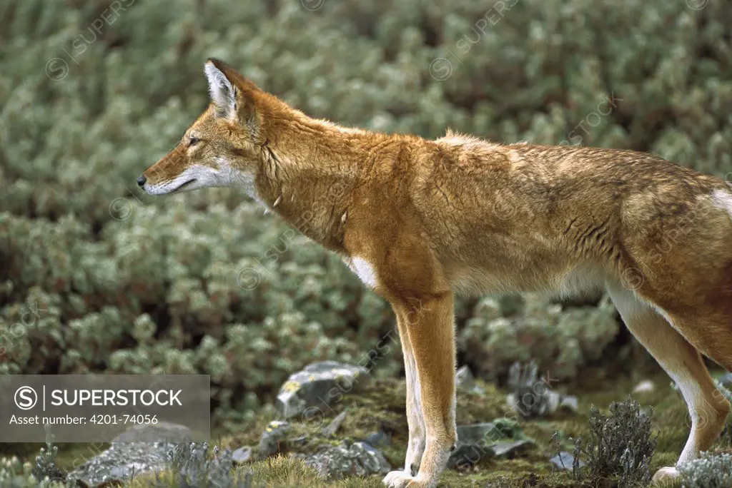 Ethiopian Wolf (Canis simensis) alert adult in Bale Mountains National Park, Ethiopian highlands