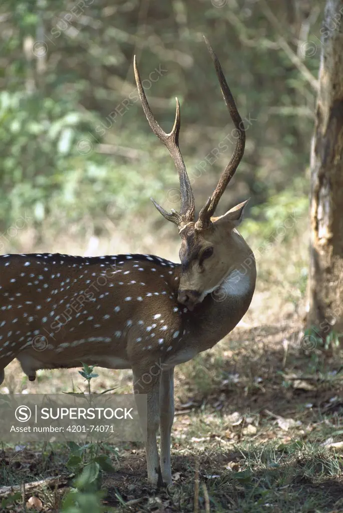 Axis Deer (Axis axis) alert male and female in forest, Ranthambore National Park, India