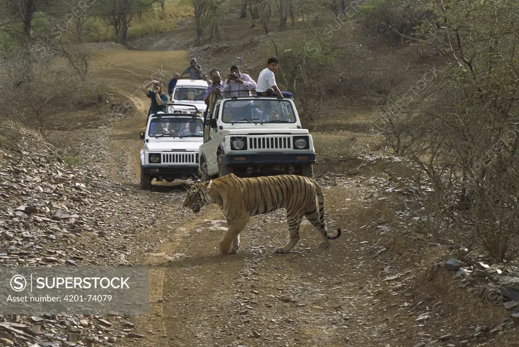 Bengal Tiger (Panthera tigris tigris) female crossing dirt road in front of tourist, vehicles carrying photographers, Ranthambore National Park, India