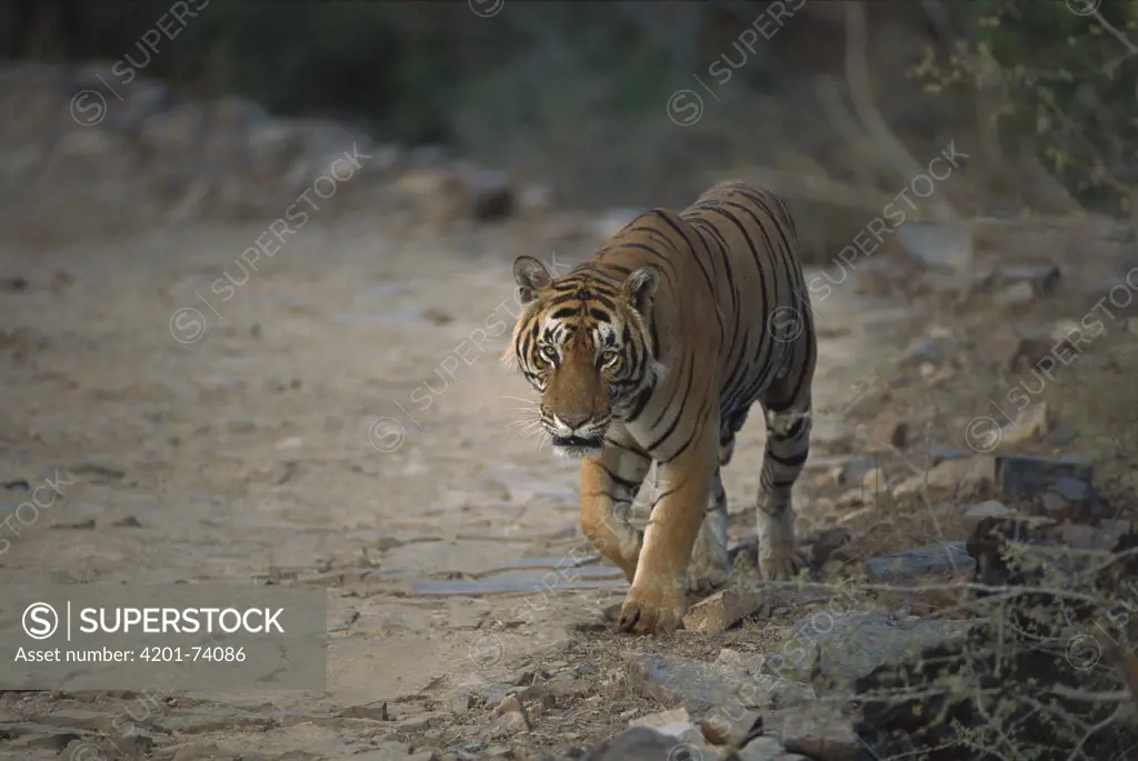 Bengal Tiger (Panthera tigris tigris) male walking towards camera, Ranthambore National Park, India