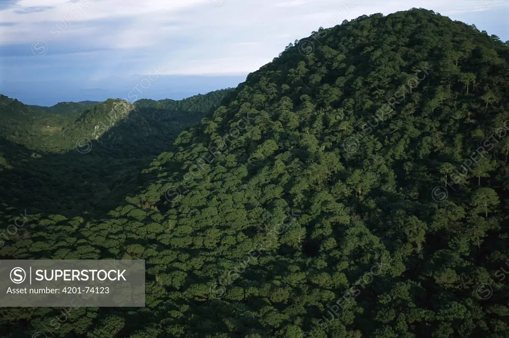 Mountains covered with dense cloud forest, El Cielo Biosphere Reserve in the mountains of the Sierra Madre Oriental, Tamaulipas, northeast Mexico