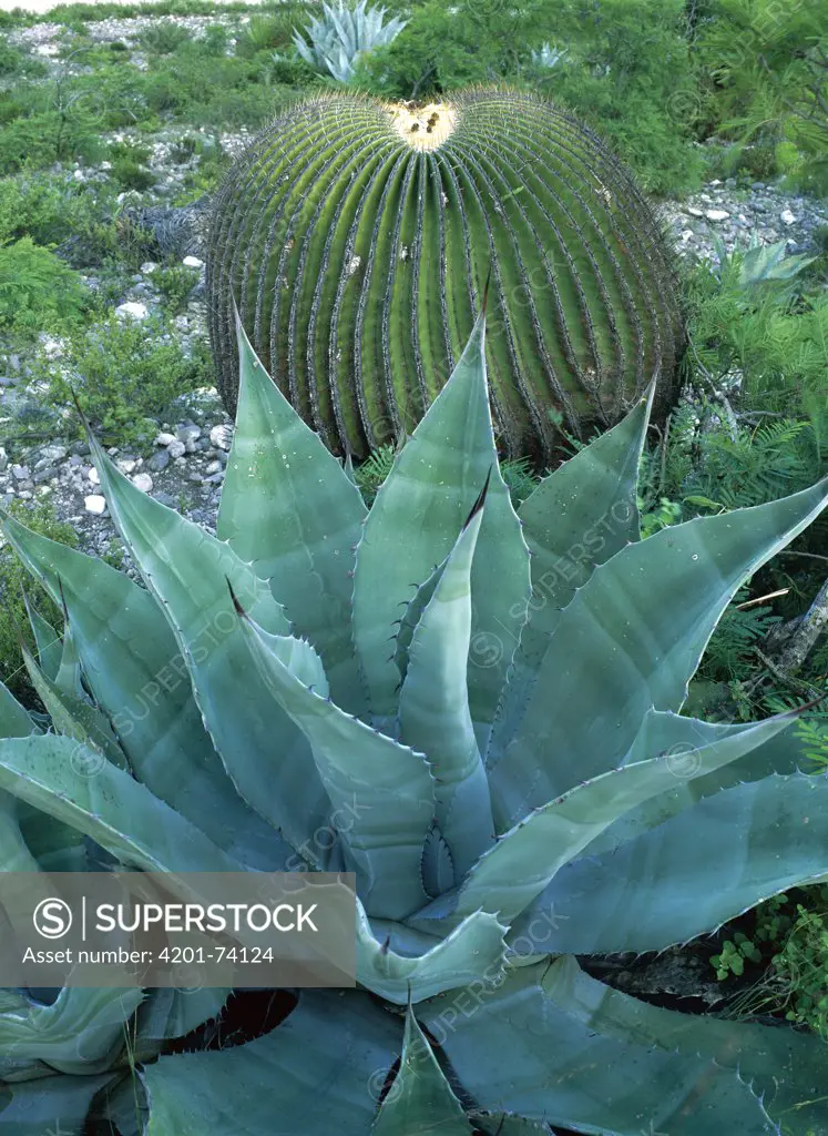 Giant Barrel Cactus (Ferocactus diguetii) and Agave (Agave sp) in Miquihuana Desert, part of the Great Chihuahuan Desert in Tamaulipas State, northeast Mexico