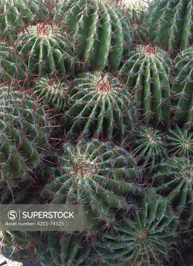 Cactus in the Miquihuana Desert, part of the Great Chihuahuan Desert, Tamaulipas, northeast Mexico