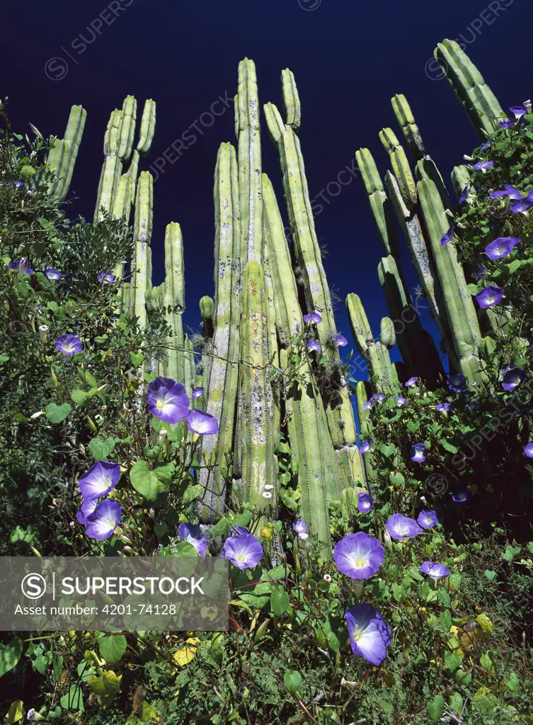 Cardon (Pachycereus pringlei) cactus and flowering Common Morning Glory (Ipomoea purpurea) vines in the Miquihuana Desert, northeast Mexico