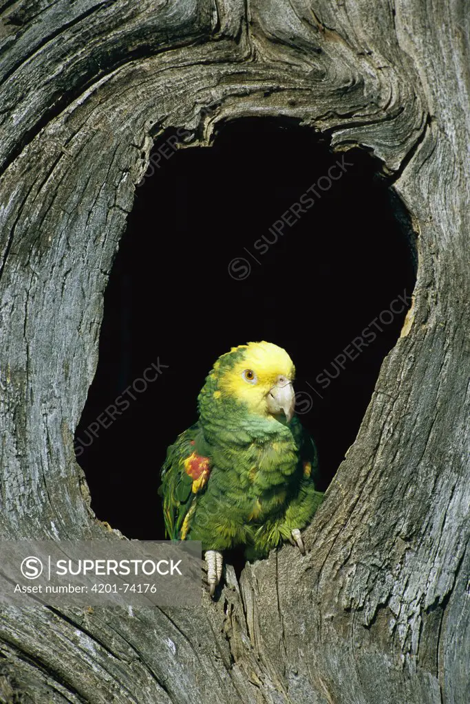 Yellow-headed Parrot (Amazona oratrix) in nest cavity, Tamaulipas, Mexico