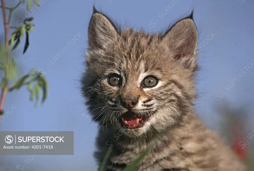 Bobcat (Lynx rufus) kitten, North America