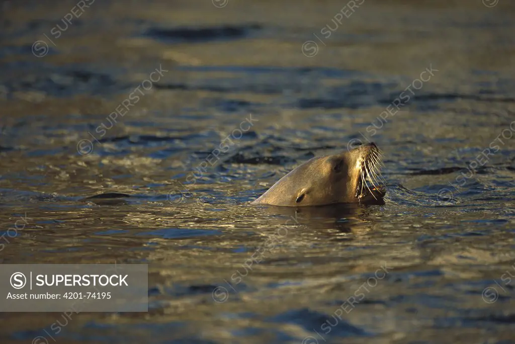 California Sea Lion (Zalophus californianus) adult vocalizing at surface, Gulf of California, Mexico