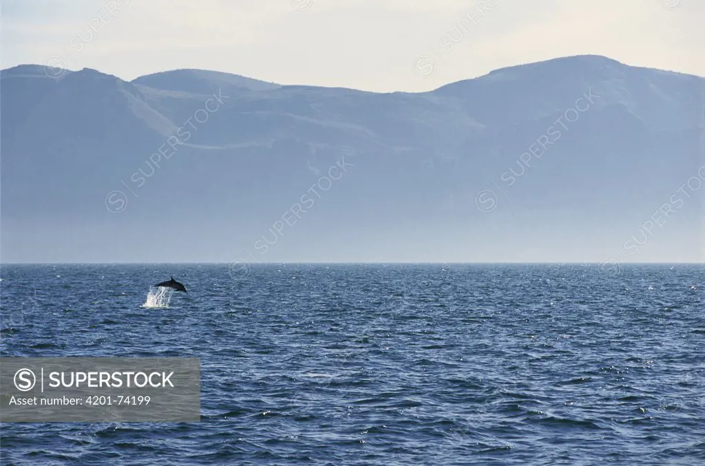 Short-beaked Common Dolphin (Delphinus delphis delphis) leaping, Gulf of California, Mexico