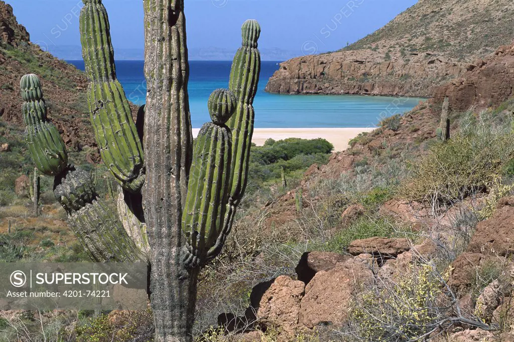 Cardon (Pachycereus pringlei) cactus, Espritu Santo Island, Gulf of California, Mexico