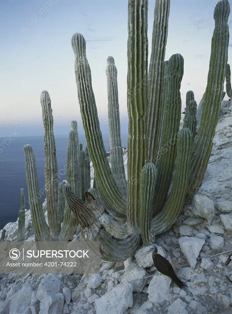 Cardon (Pachycereus pringlei) cactus, San Pedro Mßrtir Island, Gulf of California, Mexico