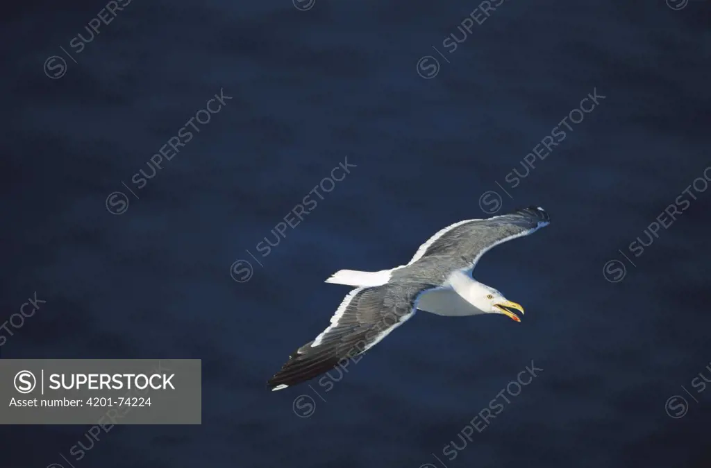 Western Gull (Larus occidentalis) adult flying, San Pedro Martir Island, Gulf of California, Mexico