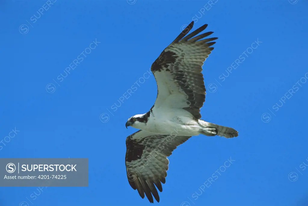 Osprey (Pandion haliaetus) adult flying, Gulf of California, Mexico