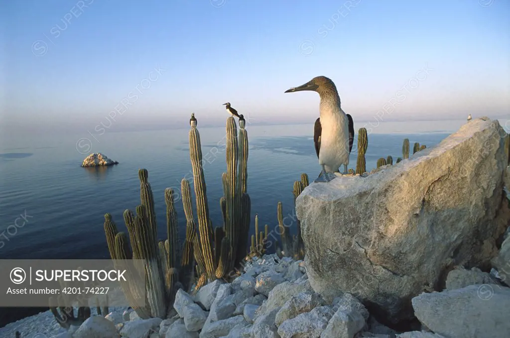Blue-footed Booby (Sula nebouxii) perched on rocks and cactus on San Pedro Martir Island, Gulf of California, Mexico