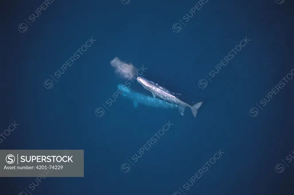 Sperm Whale (Physeter macrocephalus) aerial view of two swimming near the surface in the Gulf of California, Mexico