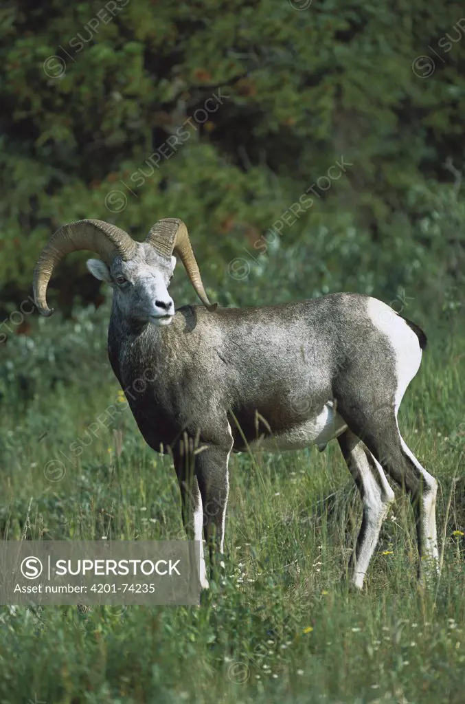 Stone Sheep (Ovis dalli stonei) alert male in northern Rocky Mountain meadow, Canada