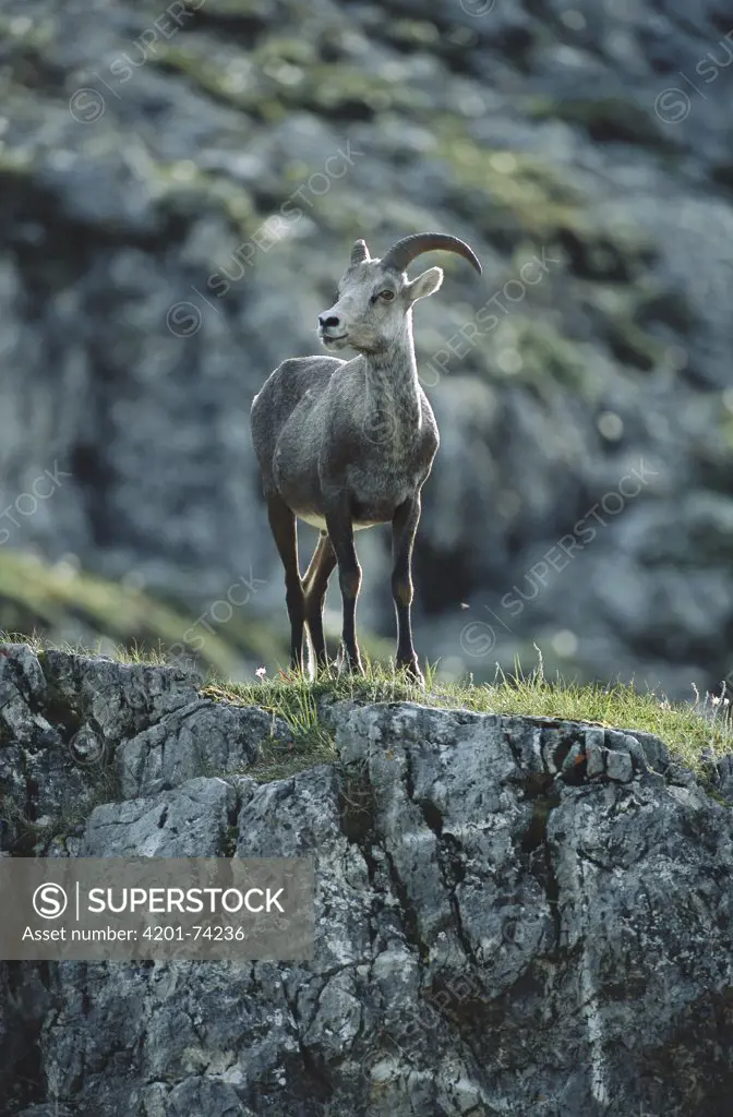 Stone Sheep (Ovis dalli stonei) female, northern Rocky Mountains, Canada