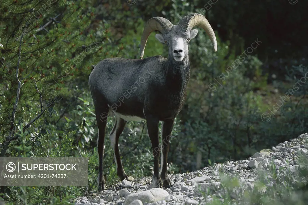 Stone Sheep (Ovis dalli stonei) male, northern Rocky Mountains, Canada