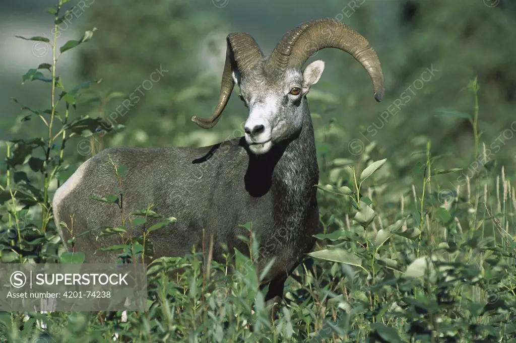 Stone Sheep (Ovis dalli stonei) male, northern Rocky Mountains, Canada