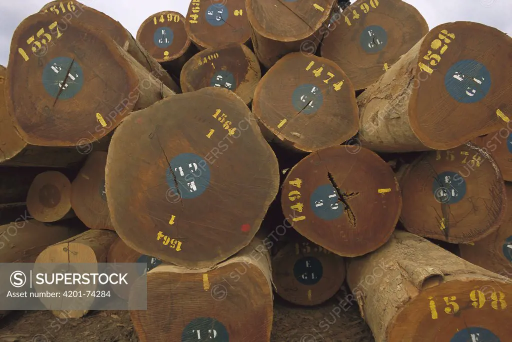 Tropical wood logs, Gabon, western Africa