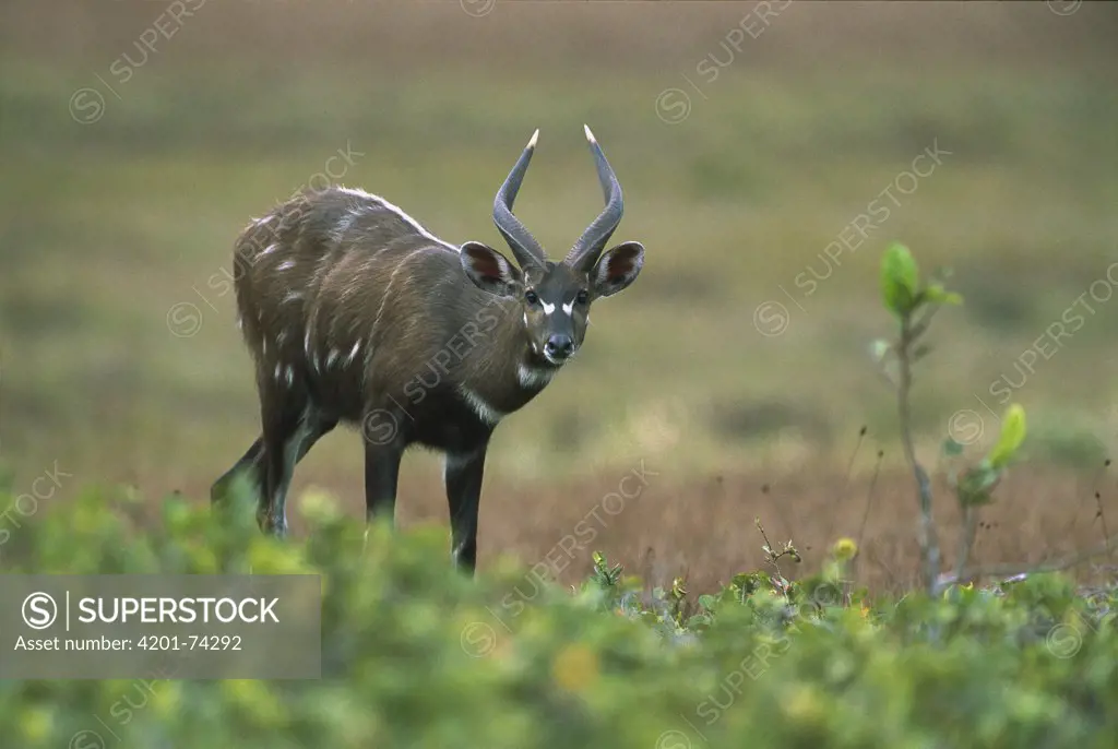 Sitatunga (Tragelaphus spekii) male grazing, Petit Loango National Park, Gabon, western Africa