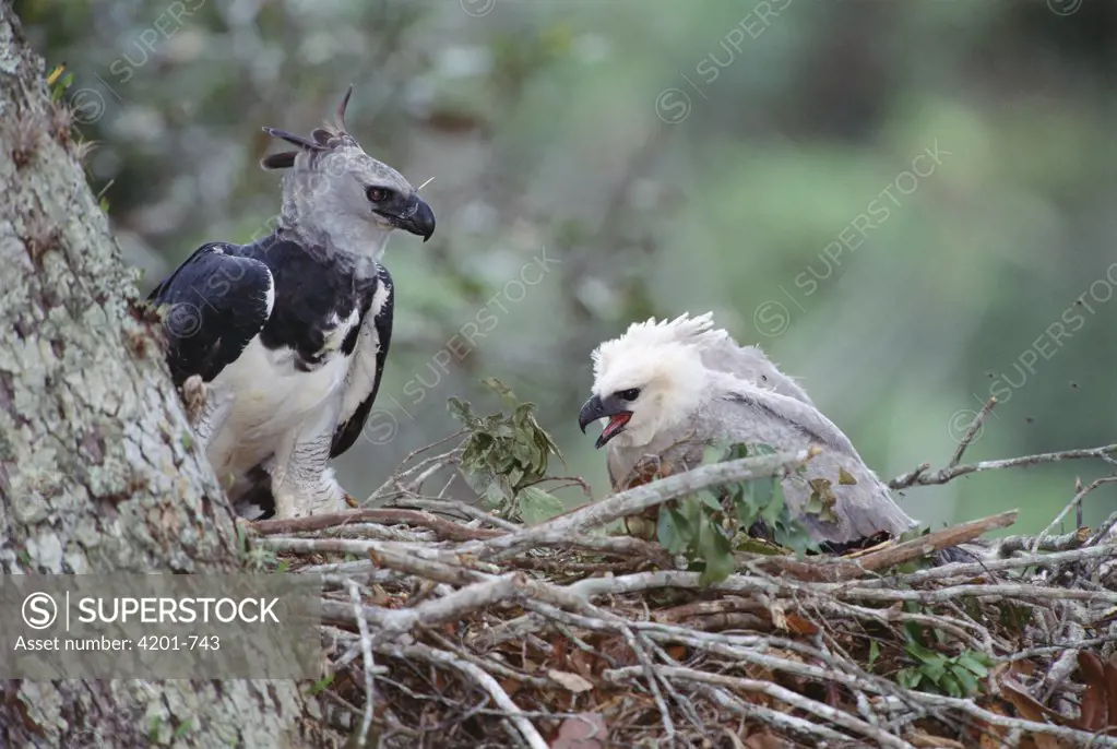 Harpy Eagle (Harpia harpyja) female on nest attending juvenile chick, Ese'eja Native Lands, Tambopata River, Amazonian Peru