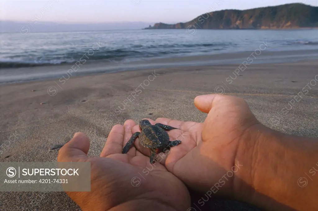 Olive Ridley Sea Turtle (Lepidochelys olivacea) hatchling being released, Pacific Ocean, Oaxaca, Mexico