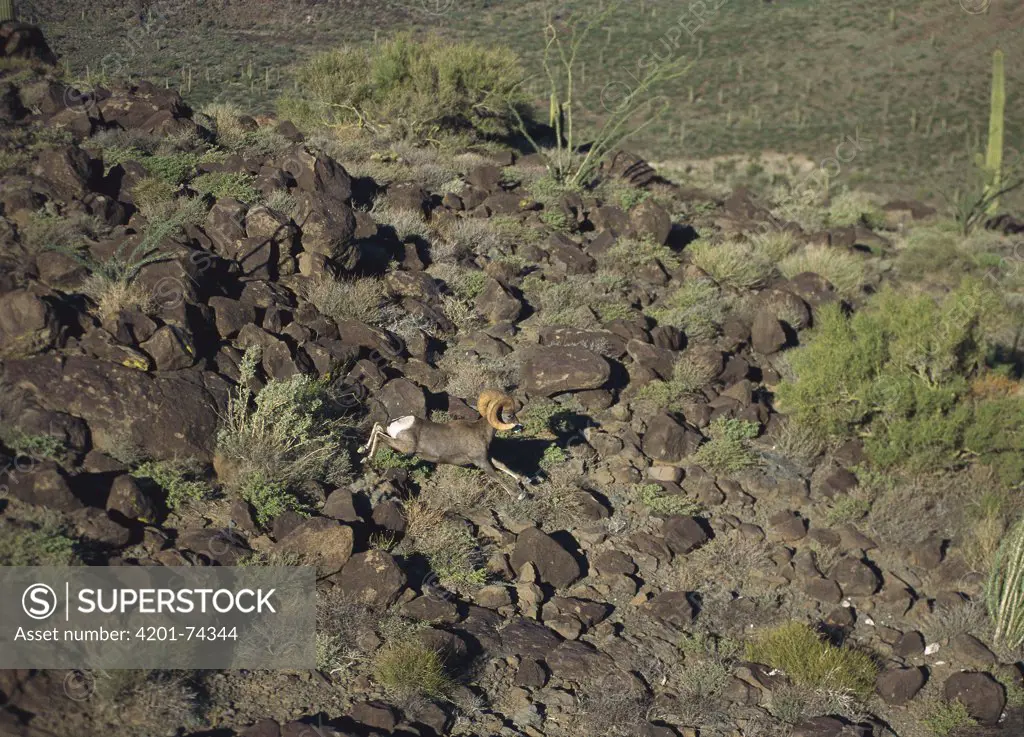 Desert Bighorn Sheep (Ovis canadensis nelsoni) adult running through rocky desert landscape, El Pinacate/Gran Desierto de Altar Biosphere Reserve, Sonora, Mexico