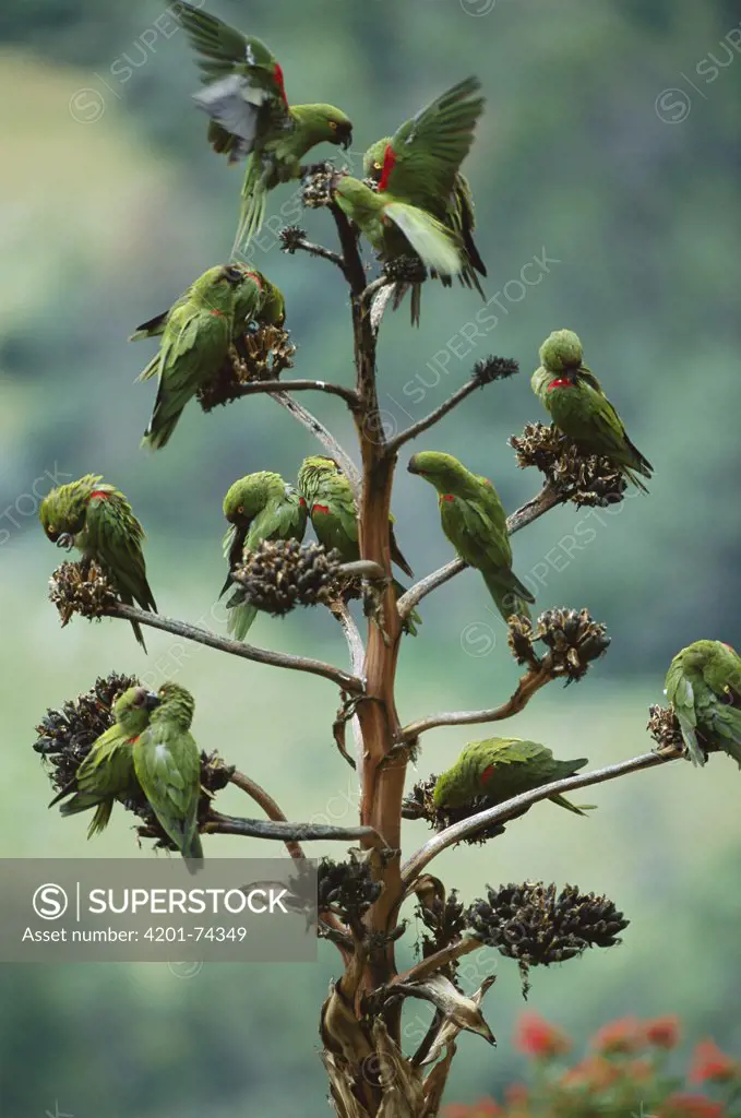 Maroon-fronted Parrot (Rhynchopsitta terrisi) flock roosting, Cumbres de Monterrey National Park, Nuevo Leon, Mexico