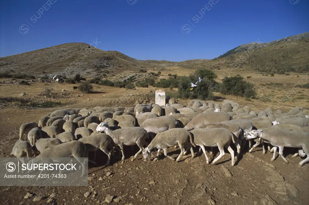 Domesitc Sheep (Ovis aries) herd in Casorla Mountains, southern Spain