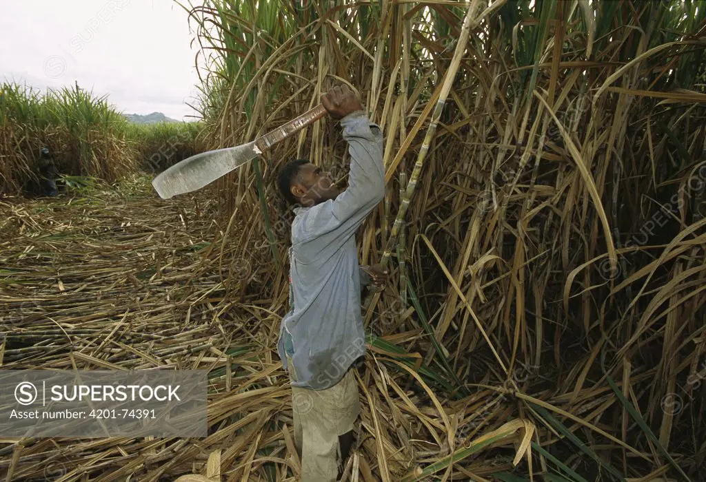 Sugar Cane worker using machete to cut down cane, Fiji, South Pacific