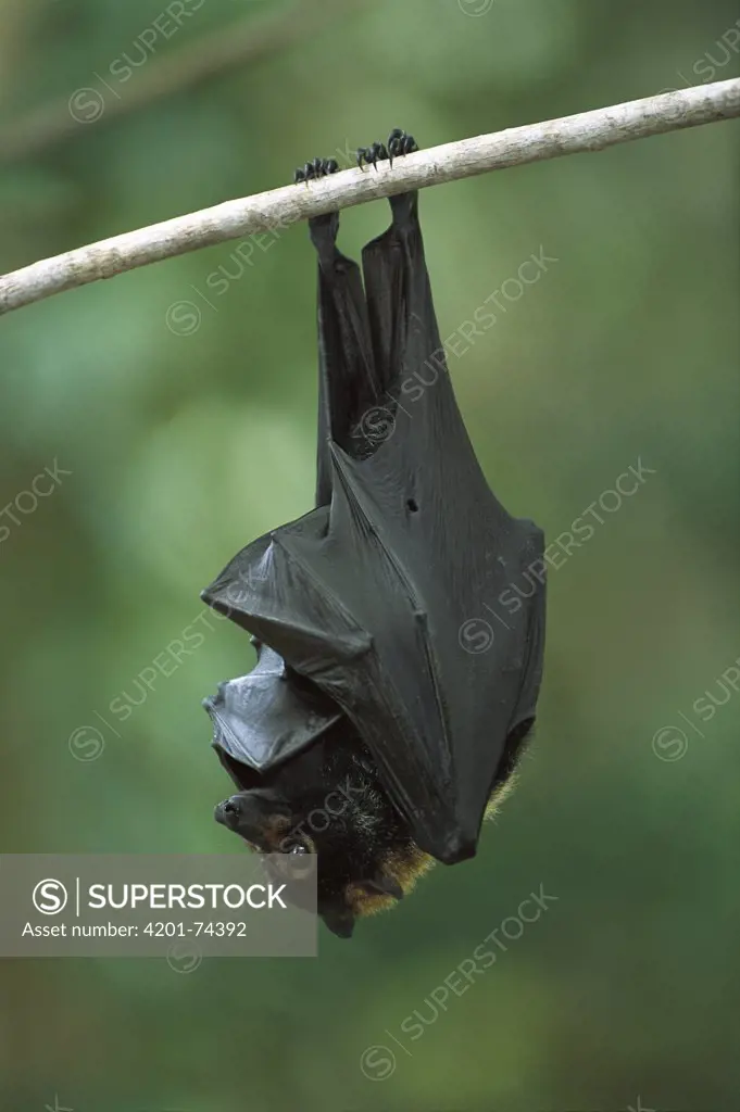Spectacled Flying Fox (Pteropus conspicillatus) hanging from branch in tropical rainforest, Queensland, Australia
