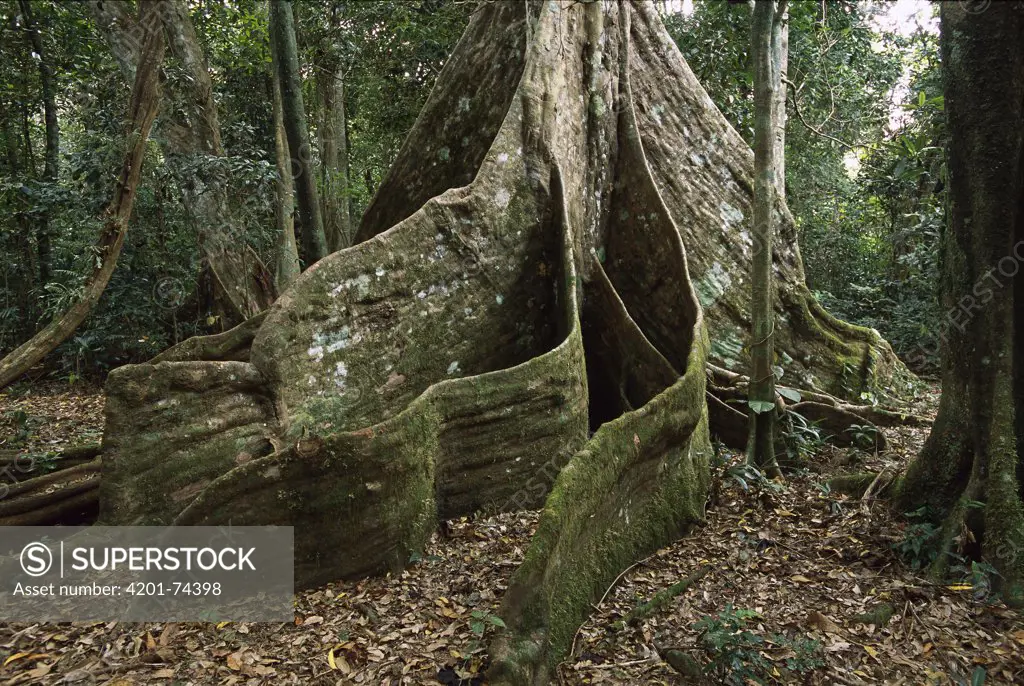 Buttressed roots in forest, Espiritu Santo Island, Vanuatu Archipelago, New Hebrides