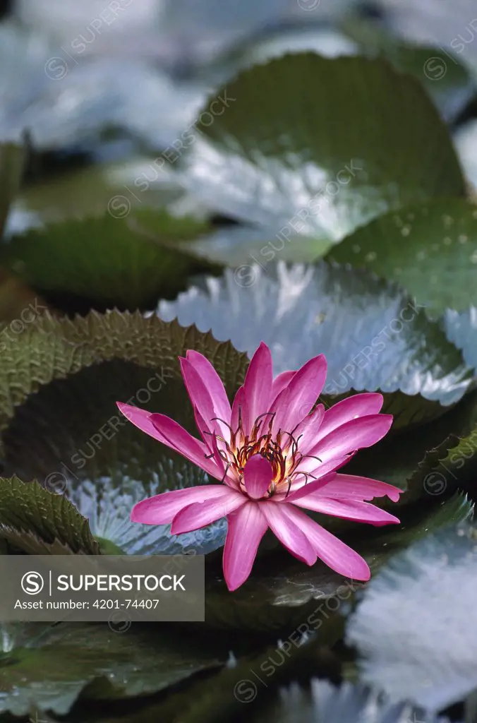 Water Lily (Nymphaea x hyridus) blossoms and lily pads, Papua New Guinea