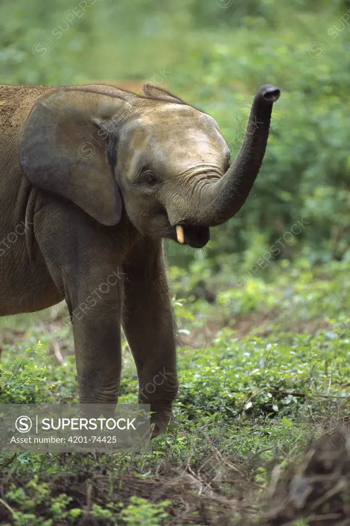 African Pygmy Elephant (Loxodonta pumilio) trumpeting, Ivory Coast, western Africa