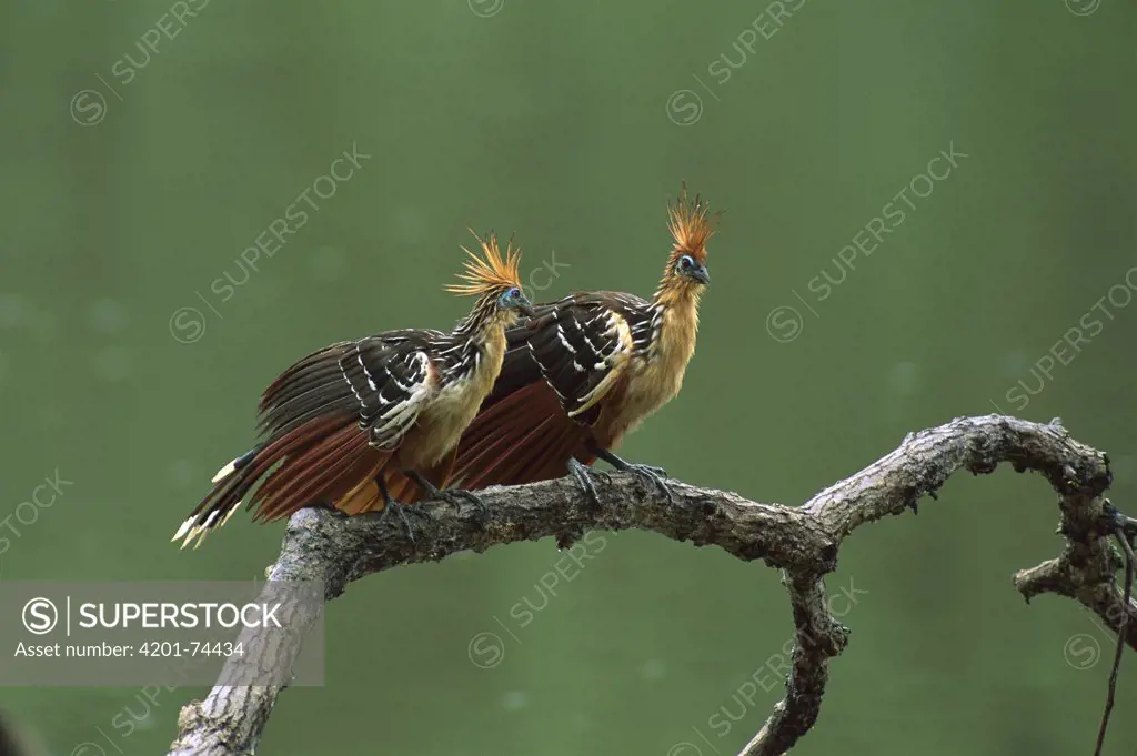 Hoatzin (Opisthocomus hoazin) pair, Manu National Park, Peru